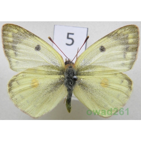 Colias erate (Esper, 1805) form Szlaczkoń erate Czech5